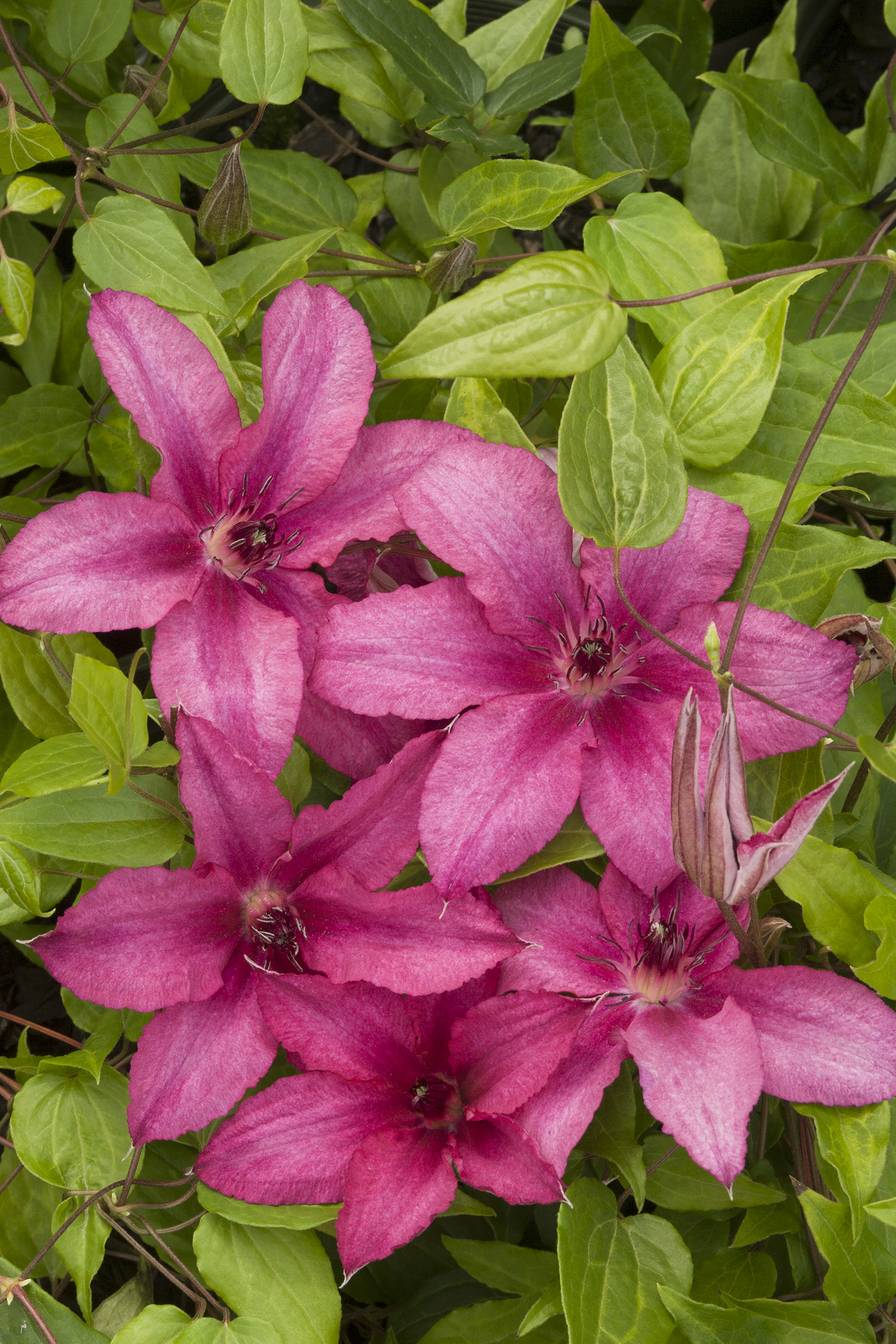 Clematis 'Barbara'